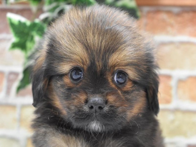 神奈川県のハーフ犬 (ペッツワン相模原愛川インター店/2023年11月5日生まれ/男の子/レッド)の子犬